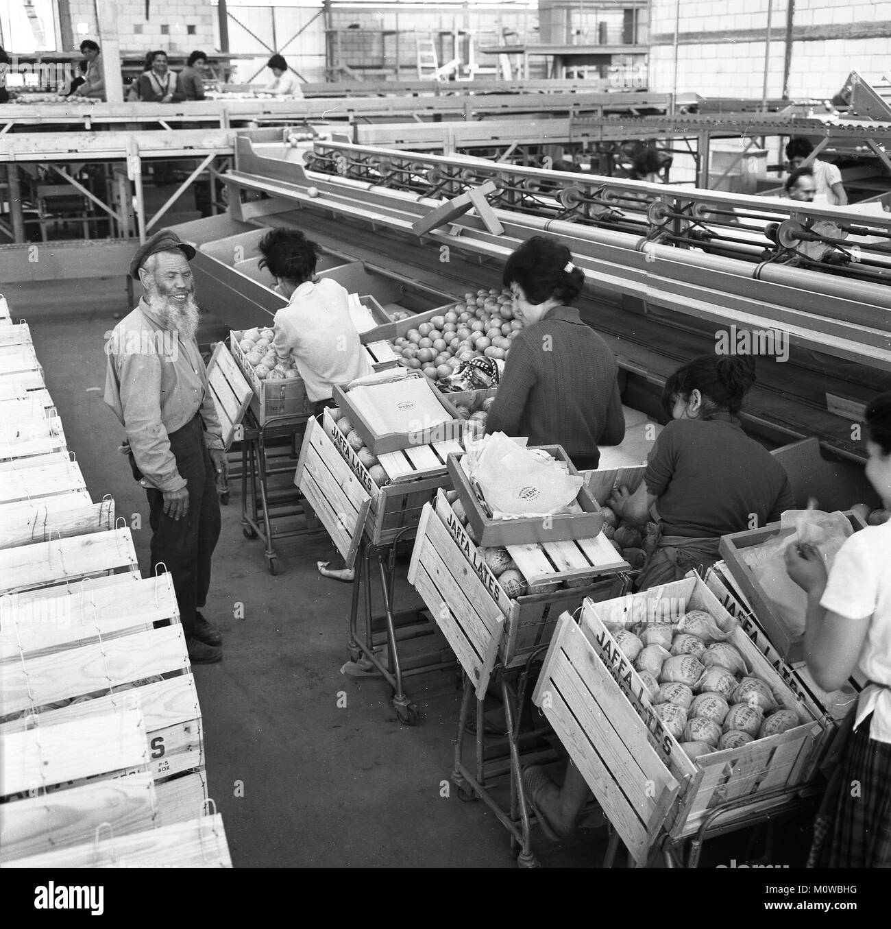 1950, historische, weibliche Arbeitnehmer auf einer Produktionslinie Verpackung die berühmte "jaffa" Orangen in Holzkisten von einem männlichen Meister, Israel beaufsichtigt. Stockfoto