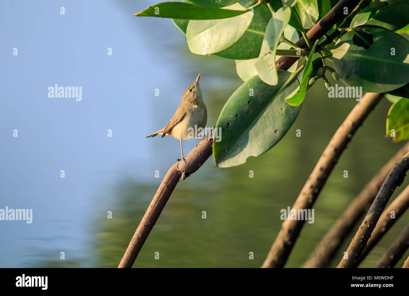 Teichrohrsänger des Blyth ist eine alte Welt warbler Acrocephalus in der Gattung. Sie brütet in gemäßigten Asien und östlichste Europa. Es Zugvögel, Winte Stockfoto