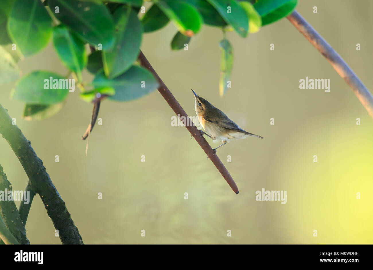 Teichrohrsänger des Blyth ist eine alte Welt warbler Acrocephalus in der Gattung. Sie brütet in gemäßigten Asien und östlichste Europa. Es Zugvögel, Winte Stockfoto