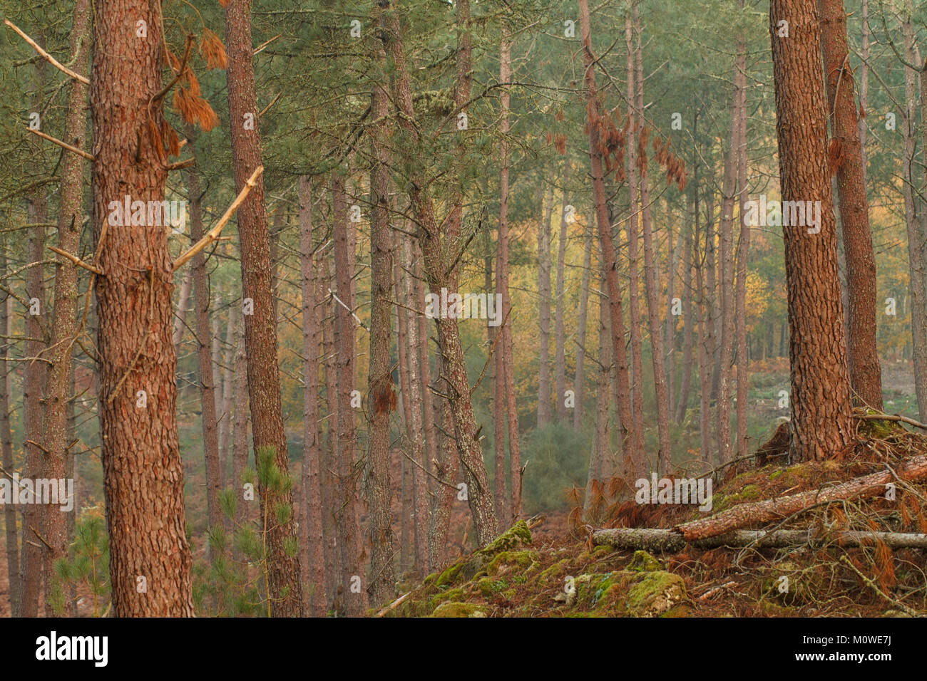 Pinienwald Stockfoto