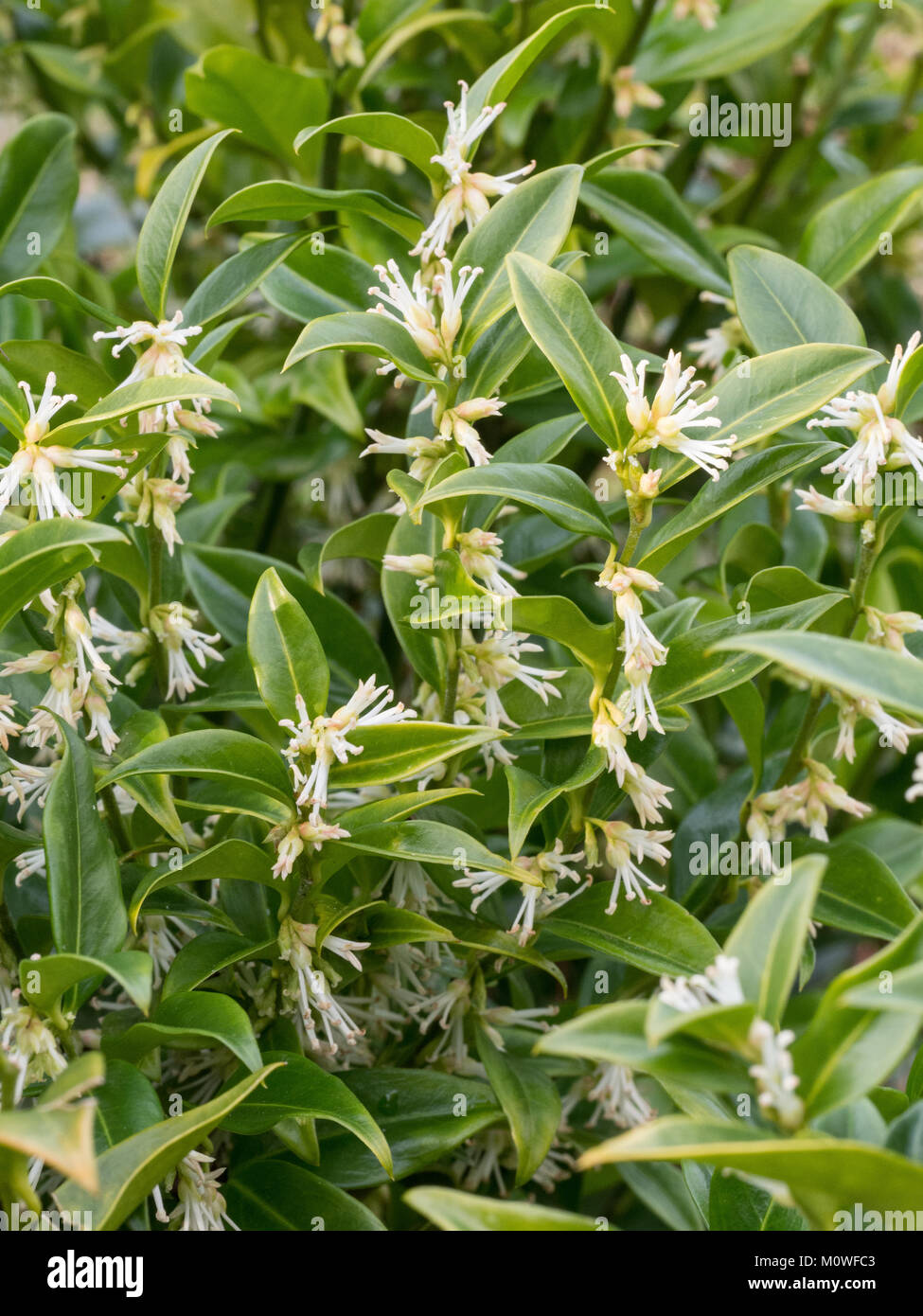 Weiße Blumen auf die immergrünen Laub von Sarcocca confusa Stockfoto