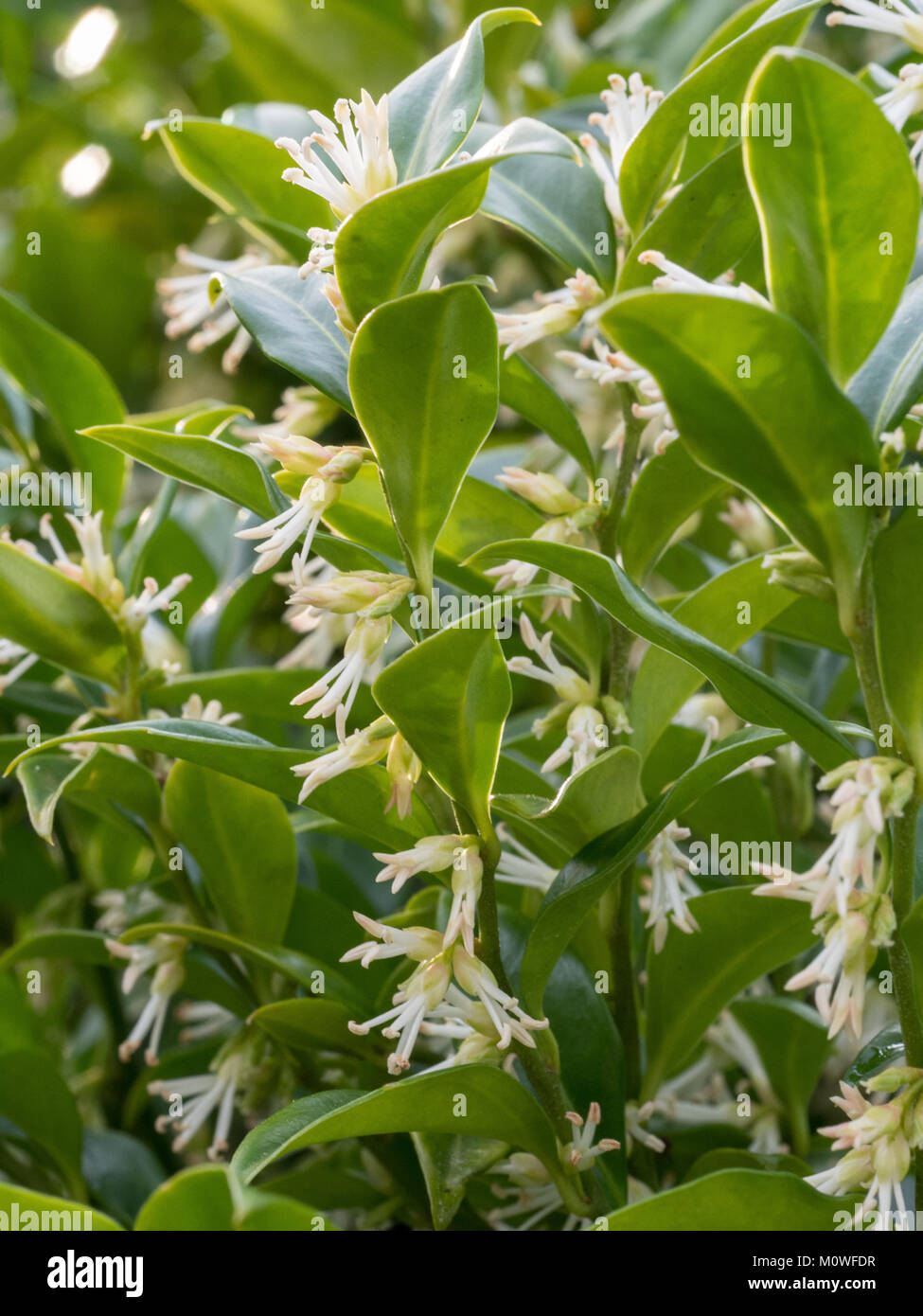 Weiße Blumen auf die immergrünen Laub von Sarcocca confusa Stockfoto