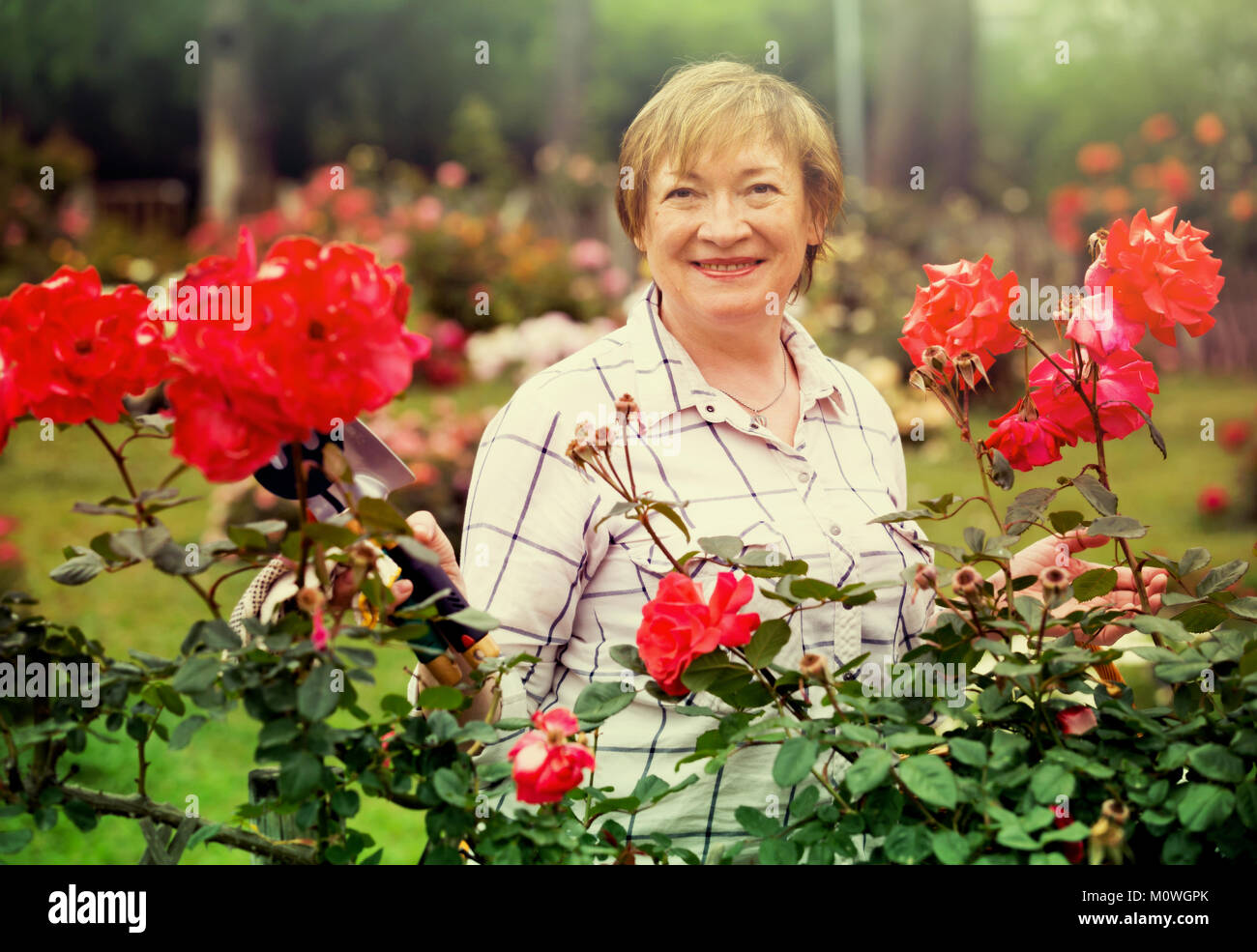 Lächelnd senior Frau Gärtner mit Gartenbau Tools arbeiten mit roten