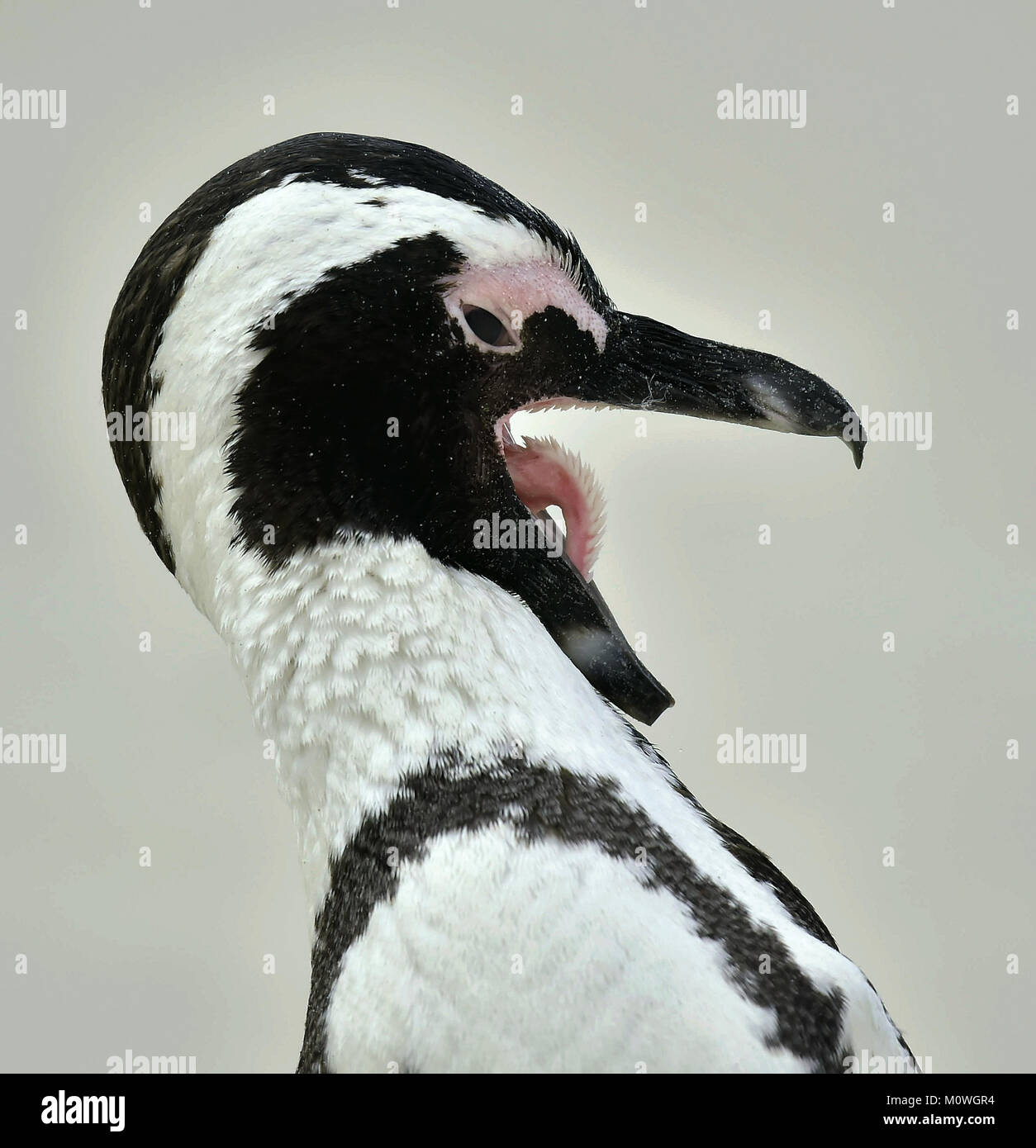 Afrikanische Pinguin (spheniscus demersus) mit offenem Schnabel Nahaufnahme Portrait von African penguin (spheniscus demersus). Südafrika Stockfoto