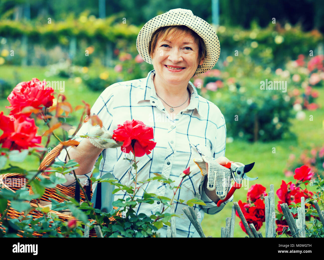 Lächelnd senior Frau Gärtner mit Gartenbau Tools arbeiten mit roten