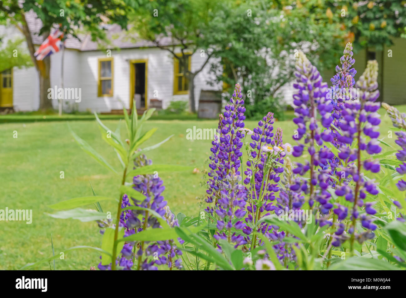 Lupinen blühen in den Gärten mit dem Museum im Hintergrund auf der Schrotmühle und Gärten Keremeos. Diese wichtige Weltkulturerbe Termine bis 1877. Stockfoto