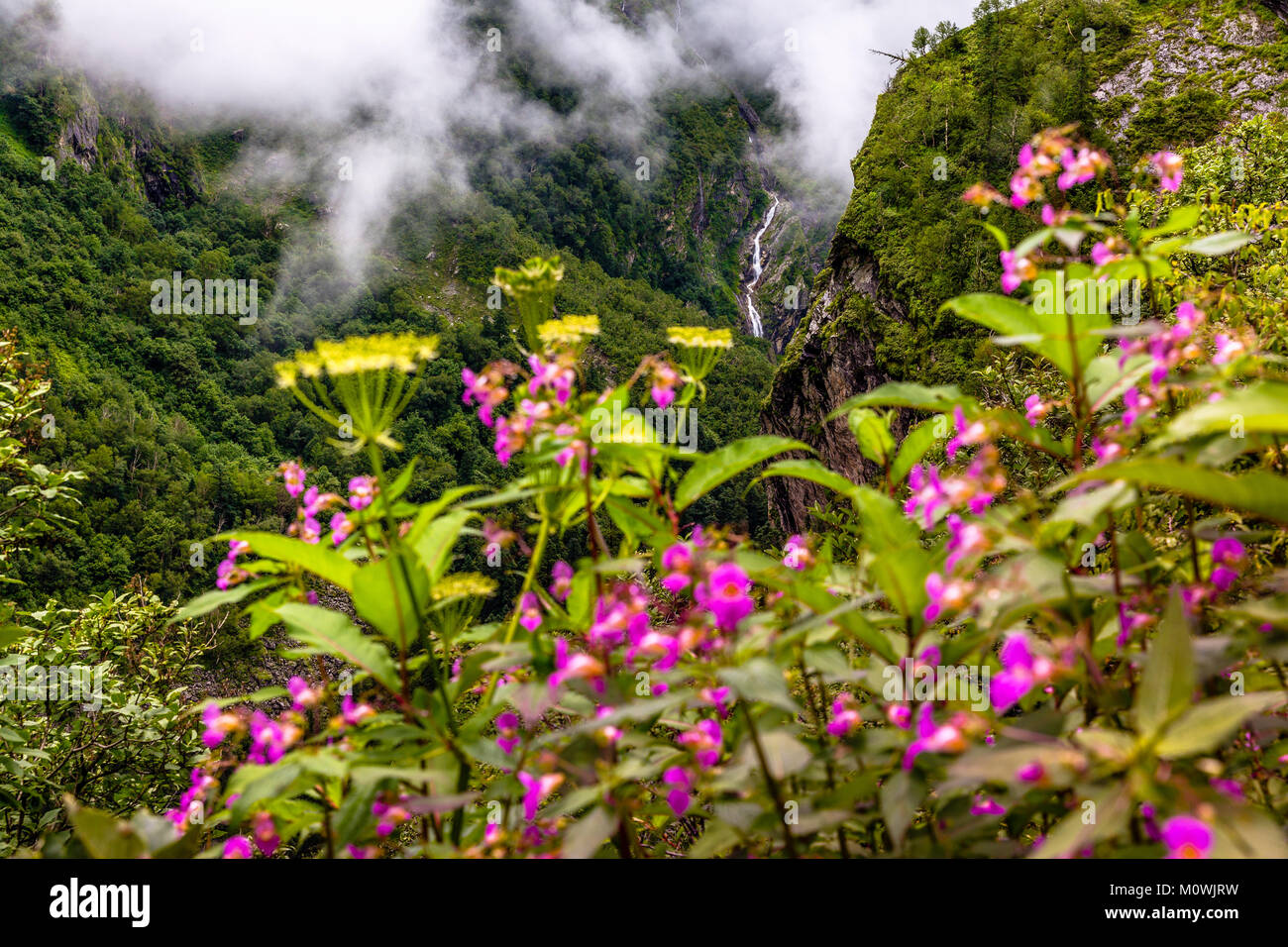 Schöne Trek in Uttarakhand namens Tal der Blumen im Himalaya, Nanda Devi Biosphäre National Park, tolle Landschaft, Berge, Hügel, nebelig, Stockfoto