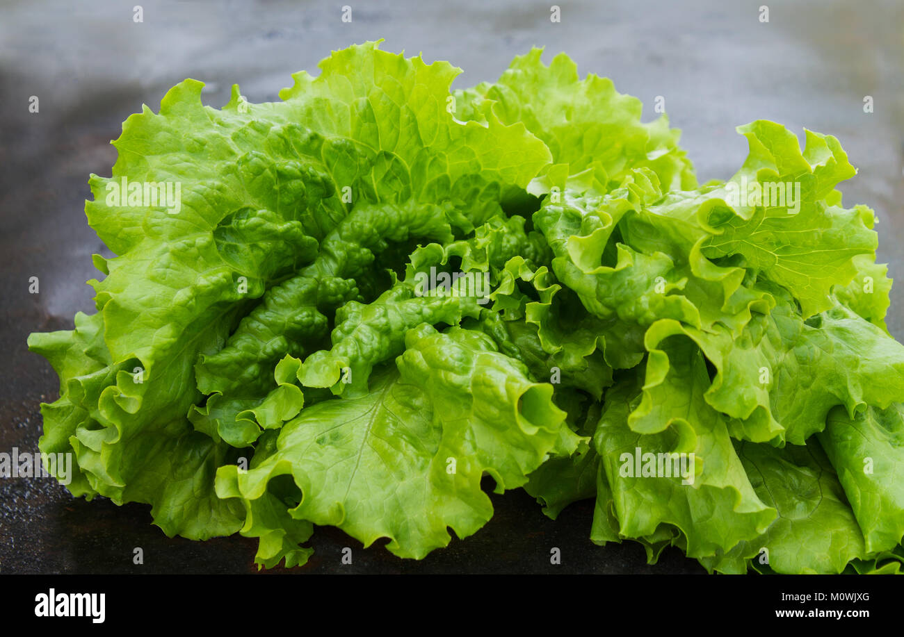 Salat grüne Blätter closeup auf einem dunklen verschwommenen Hintergrund Stockfoto