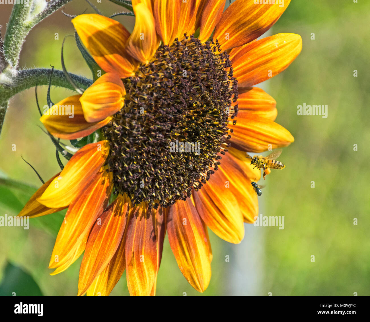 Eine Biene und kleine Gnatt schweben vor einem Große goldorange Sonnenblume mit einem verschwommenen Grün und Gelb Hintergrund Stockfoto