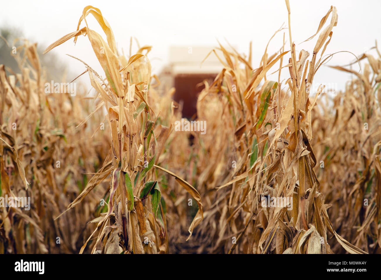 Maisernte Getreidefeld. Mähdrescher arbeiten auf der Plantage. Landwirtschaftliche Maschinen sammeln reif Mais ernten. Stockfoto