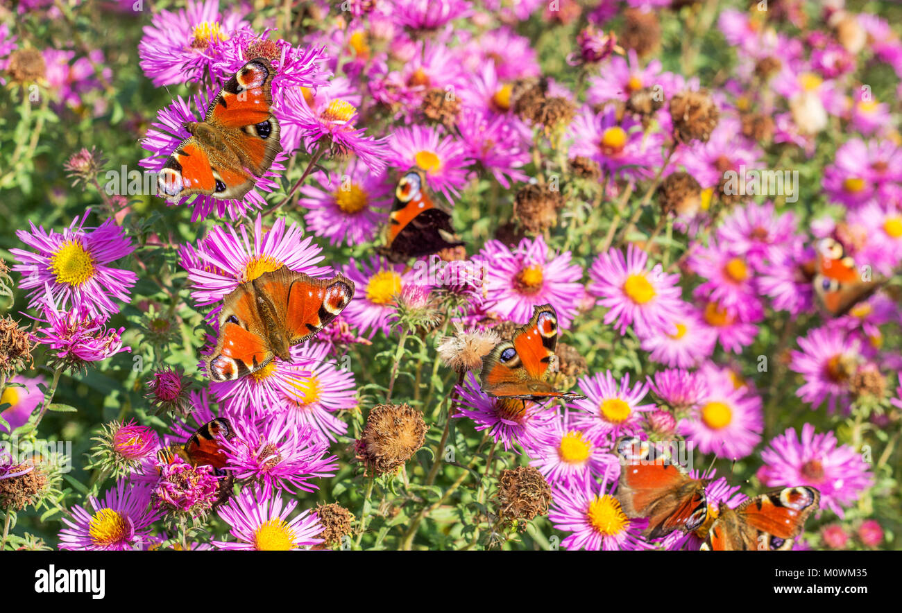 Rote Herbst Astern mit vielen Tagpfauenauge im Herbst Zweige Stockfoto