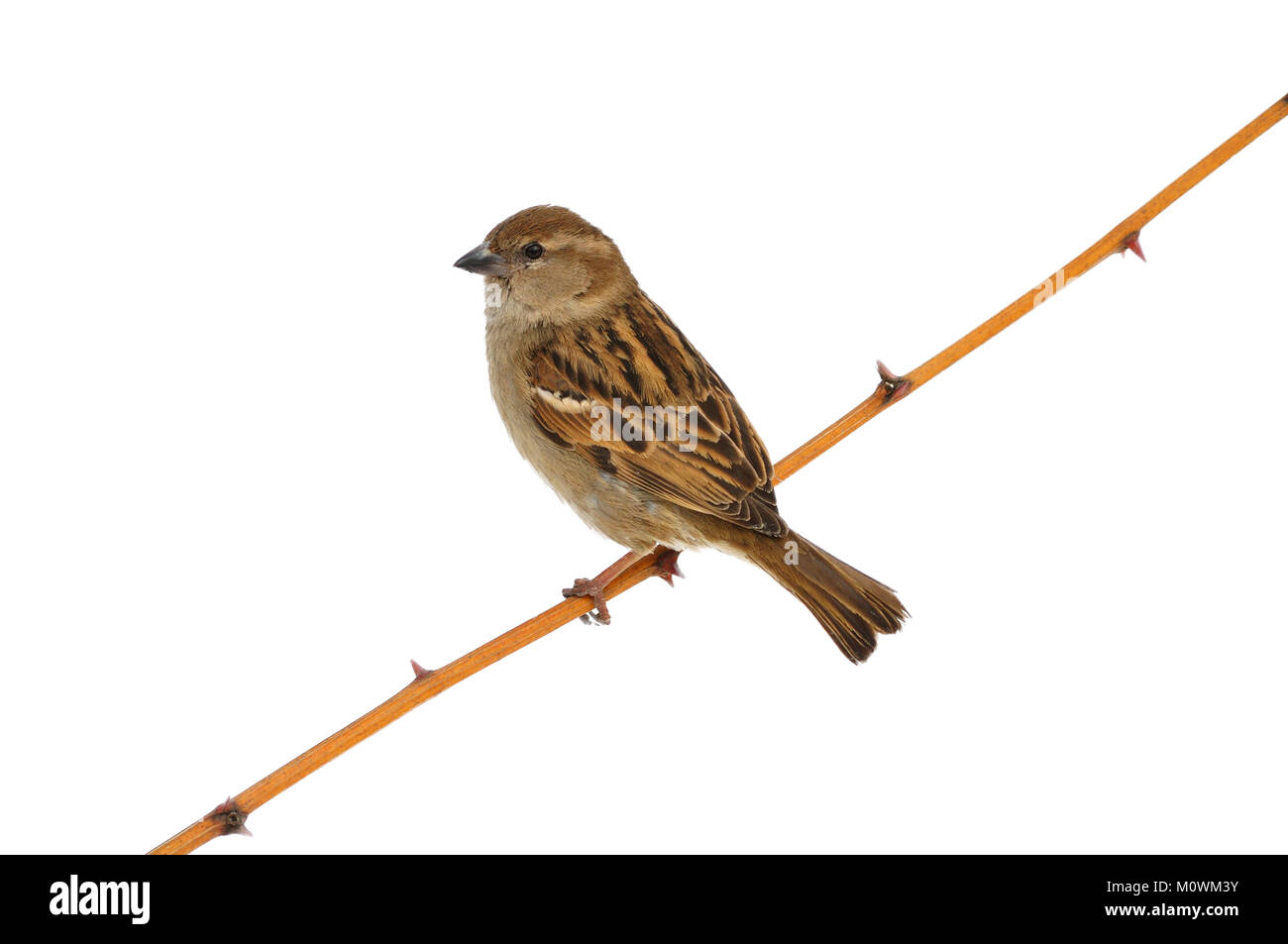 Haussperling (Passer domesticus) sitzt auf einem Ast mit Dornen (auf weißem Hintergrund). Stockfoto