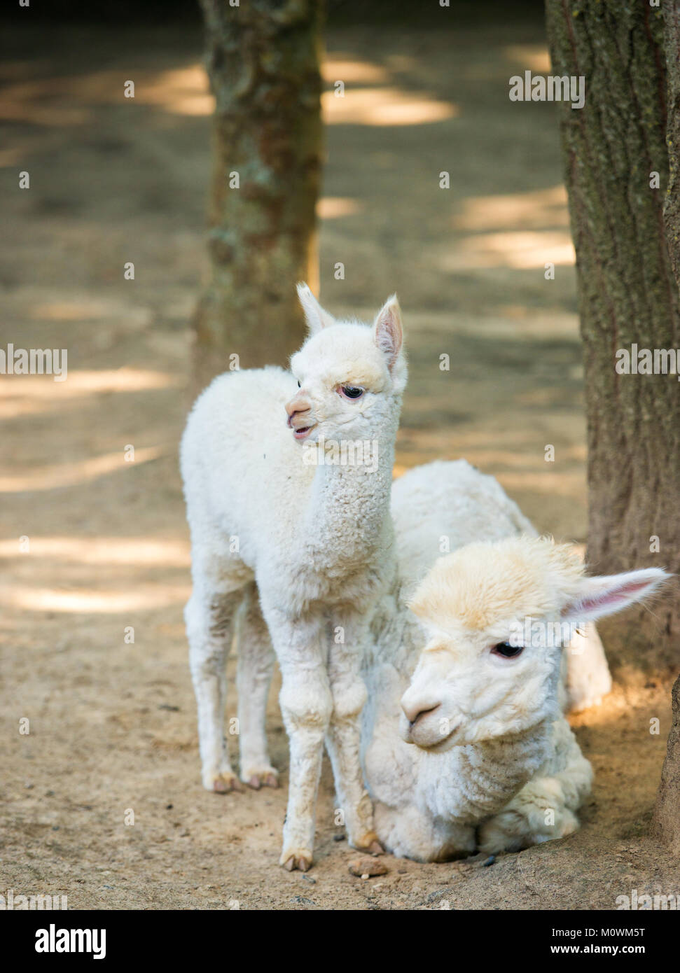 Baby Alpaca Fohlen mit seiner Mutter steht neben Stockfoto