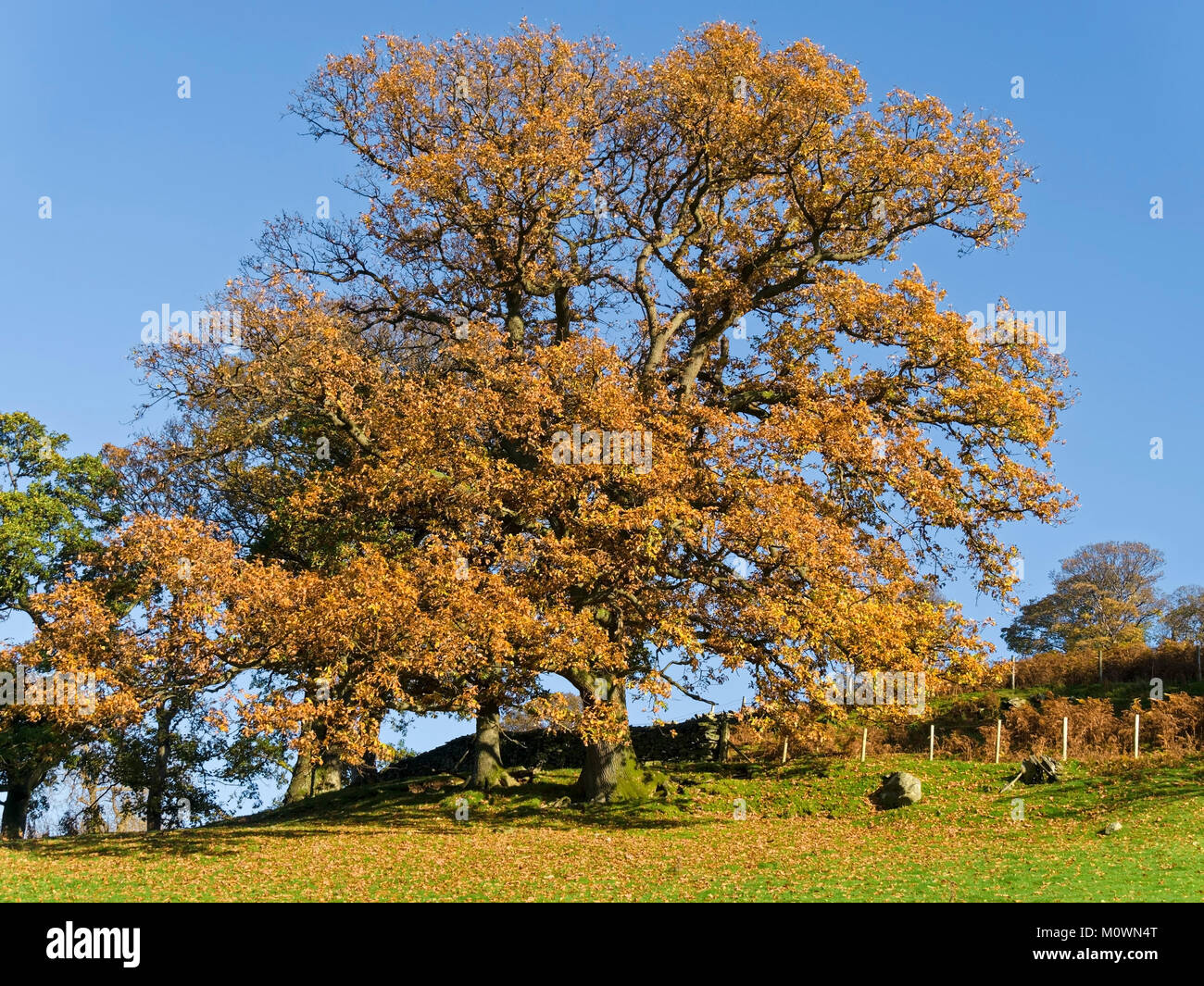 Goldene Herbstfarbe der englischen Eiche vor klarem blauen Himmel. Stockfoto