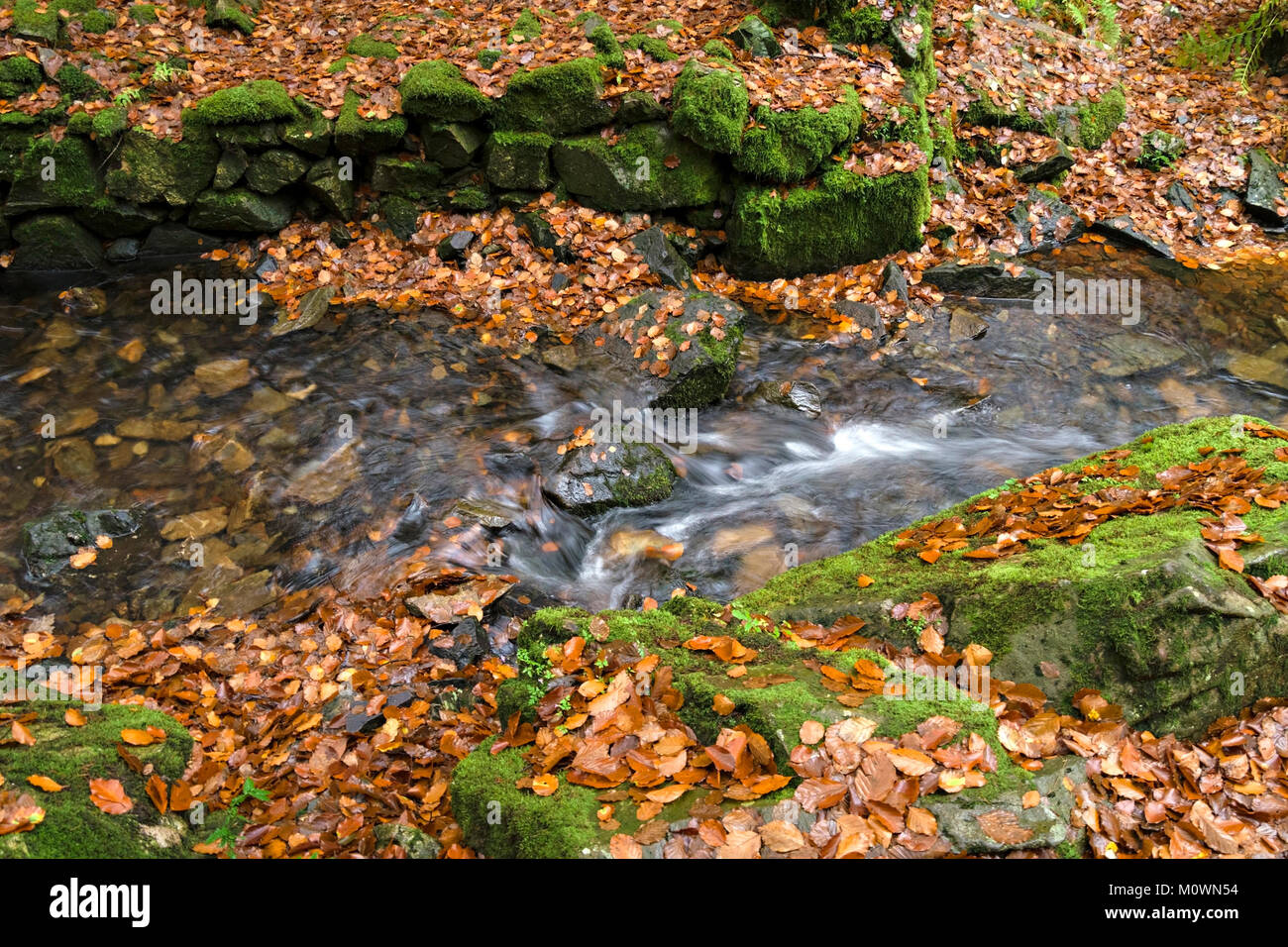 Gefallenen Herbst Buche Blätter und Farbe von Tom Gill Beck, Tarn Hows, Lake District, Cumbria, England, Großbritannien Stockfoto