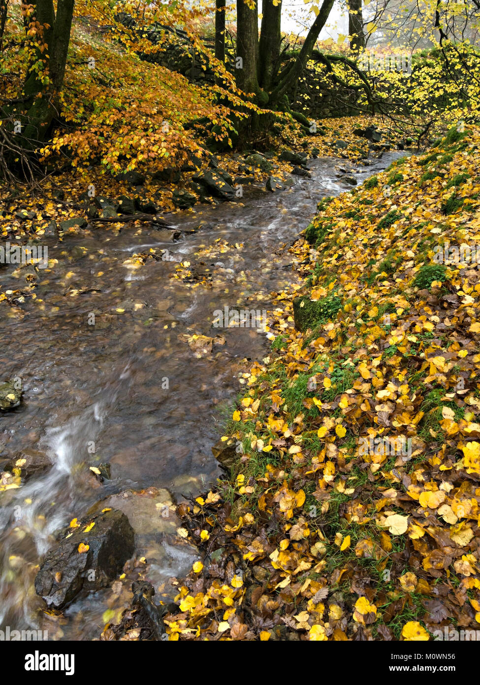 Gefallenen Herbst Buche Blätter und Farbe von Tom Gill Beck, Tarn Hows, Lake District, Cumbria, England, Großbritannien Stockfoto