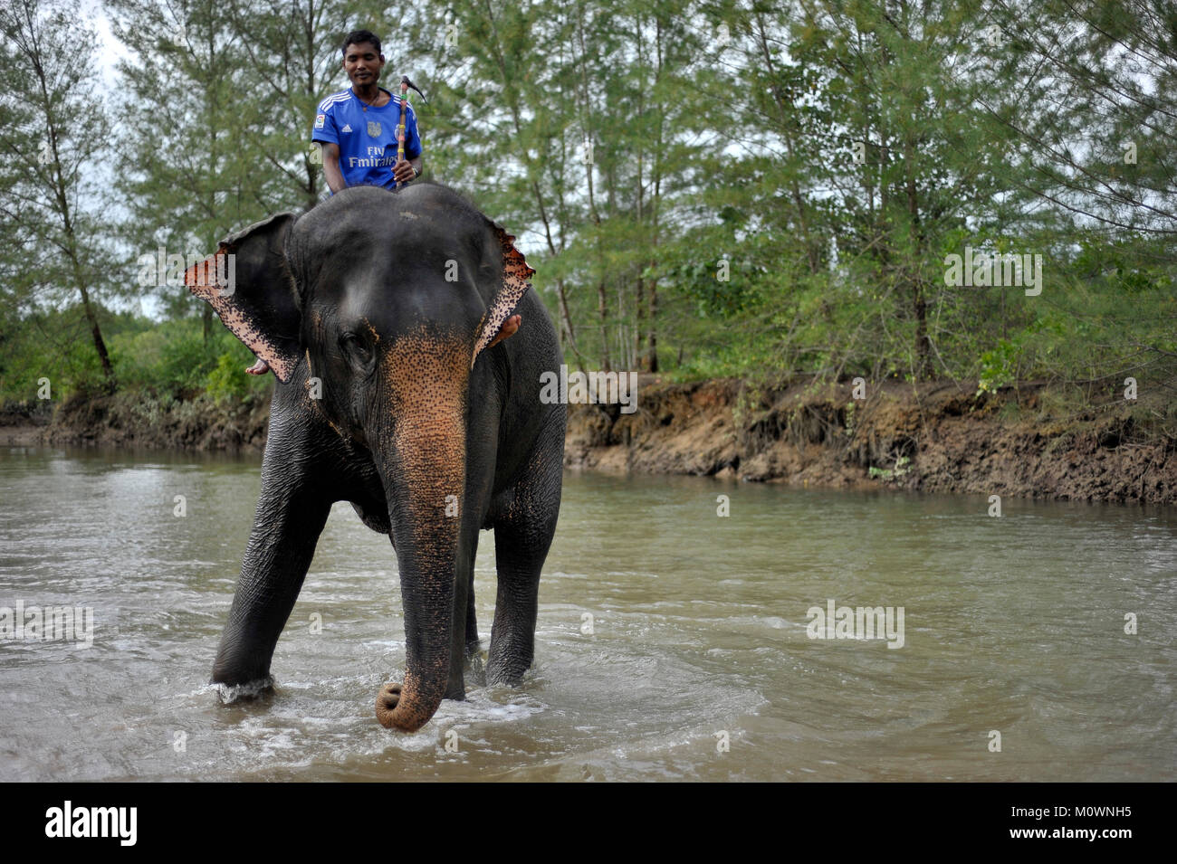 Asiatischer Elefant Tourismus Stockfoto