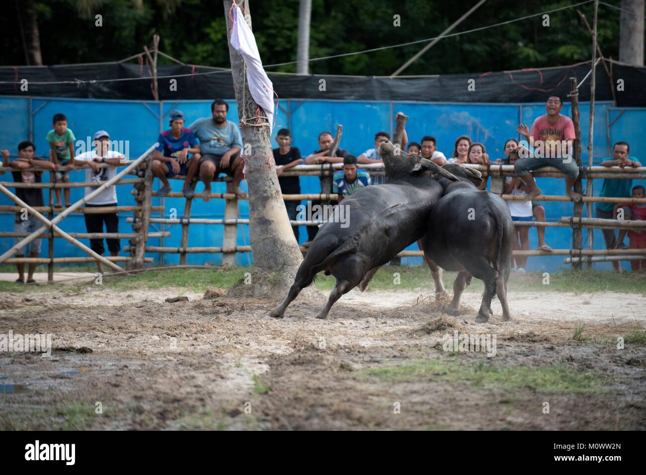 Thailand, kämpfenden Büffel (Bubalus bubalis"), die Bekämpfung von Stockfoto