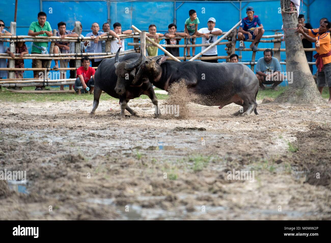 Thailand, kämpfenden Büffel (Bubalus bubalis"), die Bekämpfung von Stockfoto