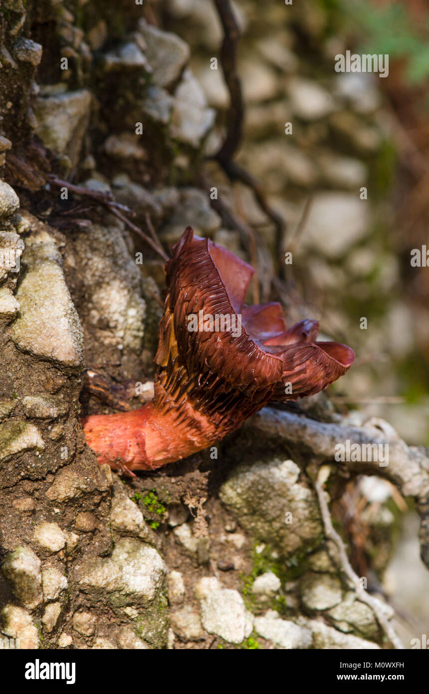 Braun, slimecap Chroogomphus rutilus, Kupfer Spike, wilde Pilze im Wald wachsen, Spanien Stockfoto