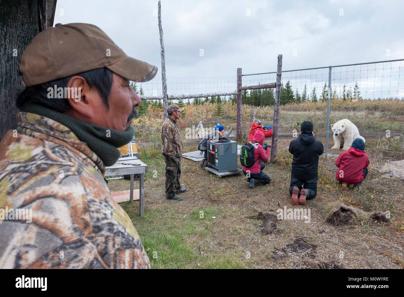 Kanada, Manitoba, Provinz, die Hudson Bay, Nanuk Polar Bear Lodge, Touristen hinter einem Zaun gerade ein Eisbär (Ursus maritimus) Roaming Freie Stockfoto