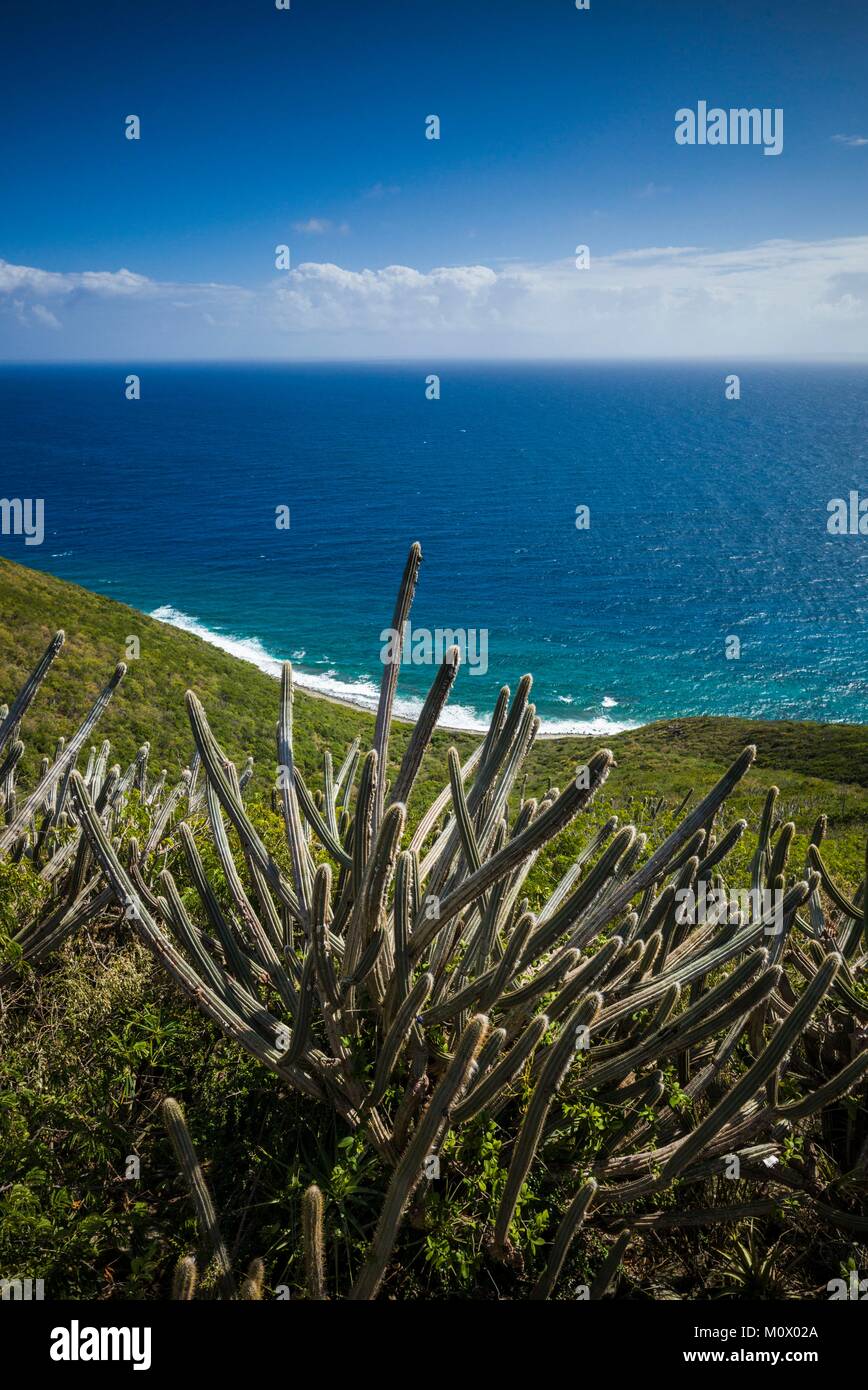 Britische Jungferninseln, Virgin Gorda, Soldier Bay, Erhöhte Ansicht der Soldat Bucht mit Cactus Stockfoto