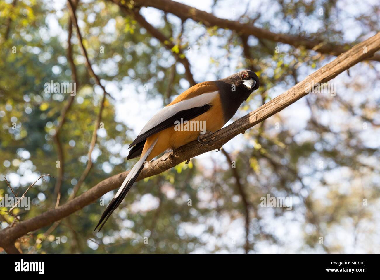 Indien, Rajasthan Ranthambore Nationalpark, Rufous treepie (Dendrocitta vagabunda) Stockfoto