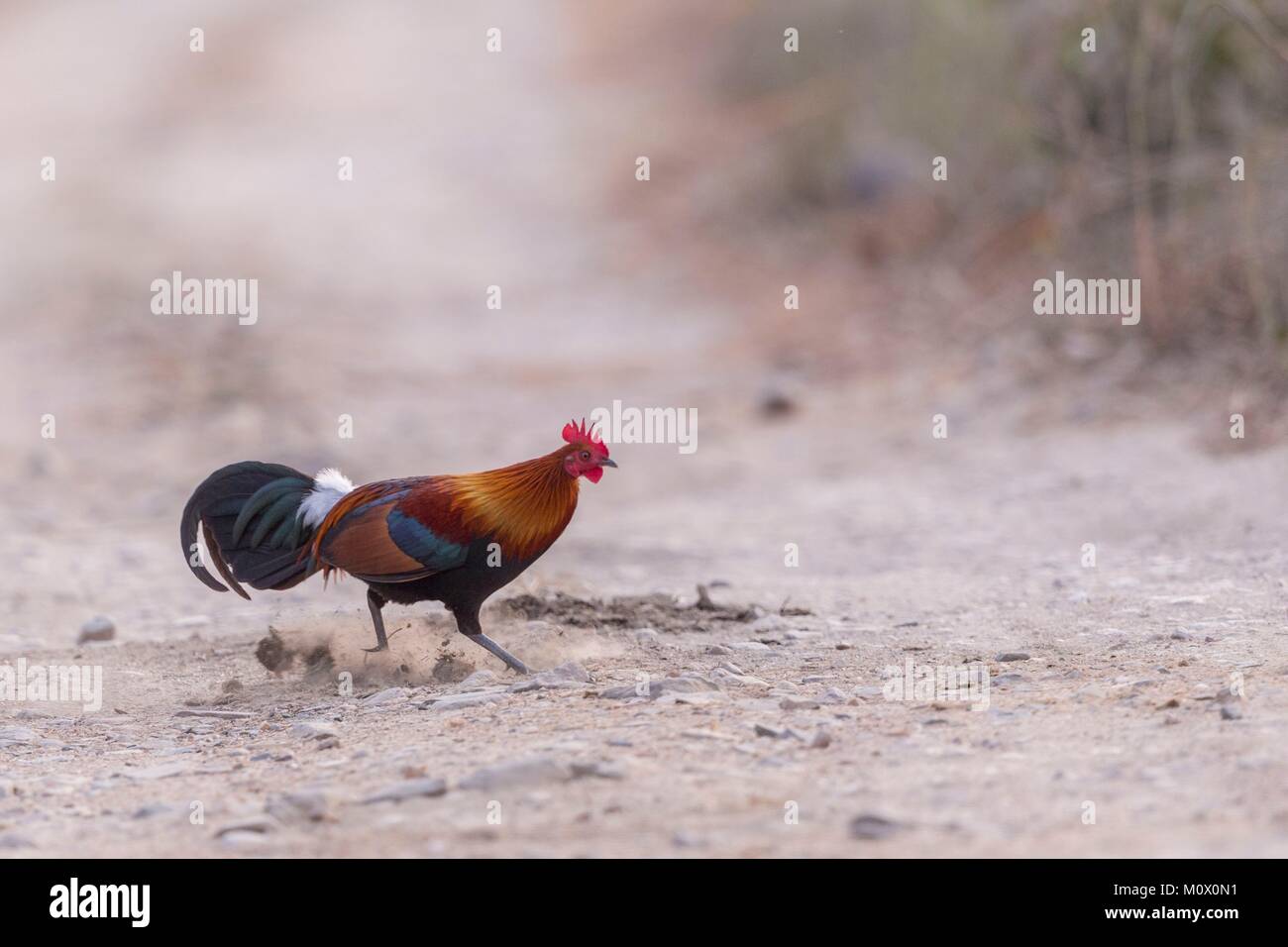 Indien, Assam, Kaziranga National Park, Red Junglefowl (Gallus gallus), männlich, wild Stockfoto