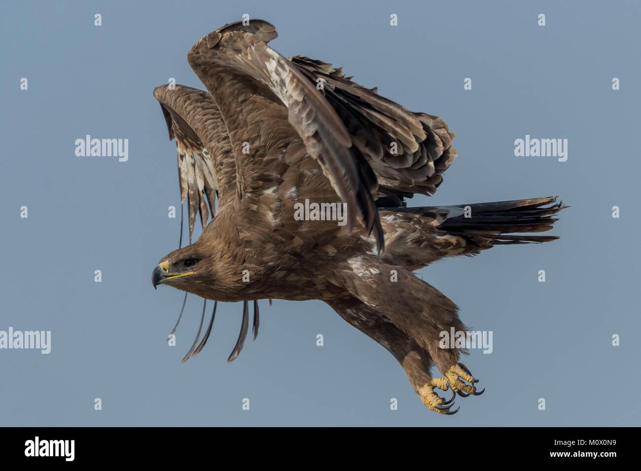 Indien, Rajasthan, Bikaner, Steppe Eagle (Aquila nipalensis), im Flug Stockfoto