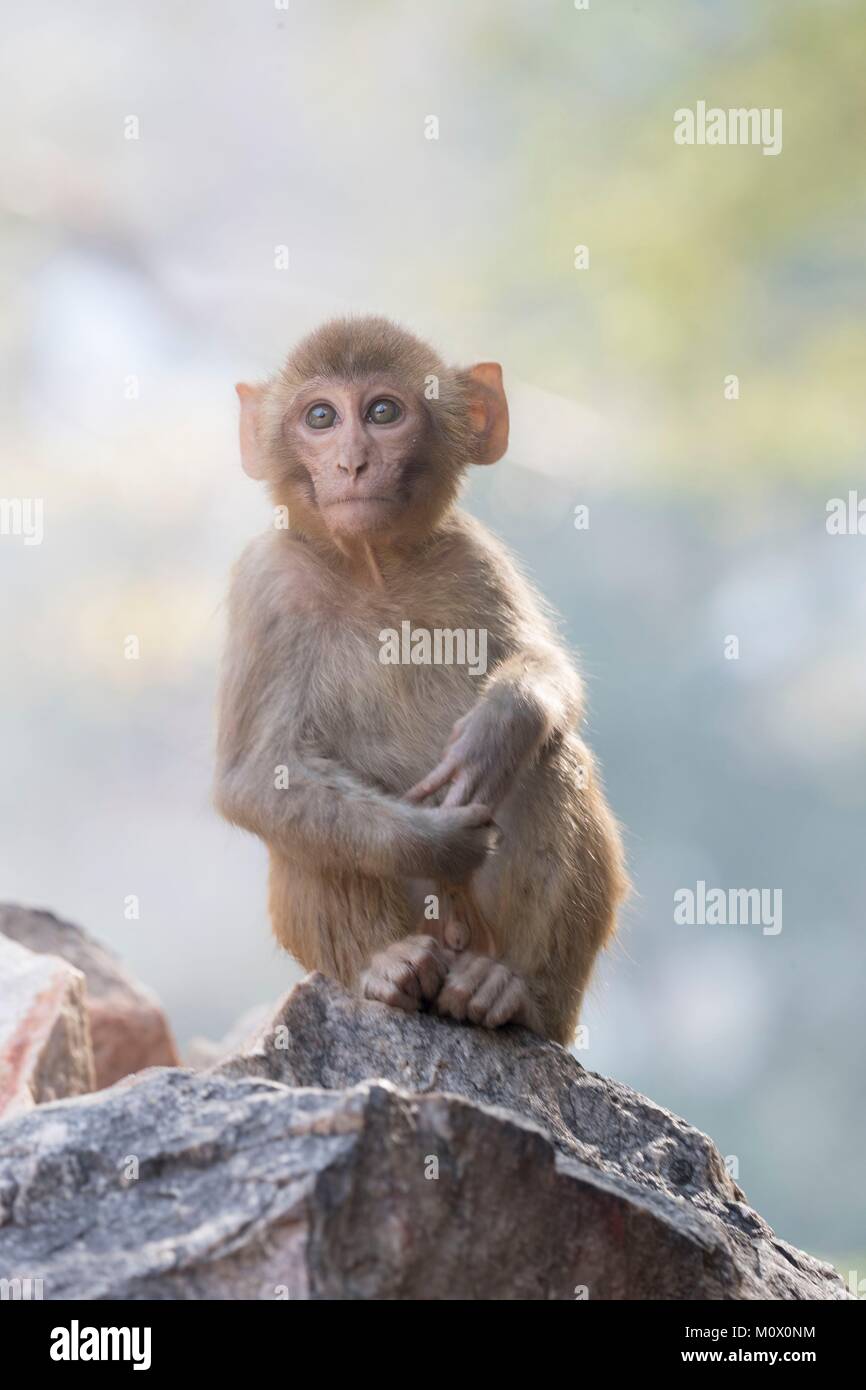 Indien, Rajasthan Ranthambore Nationalpark, Rhesus macaque oder Rhesusaffen (Macaca mulatta) mulatta, Junge Stockfoto