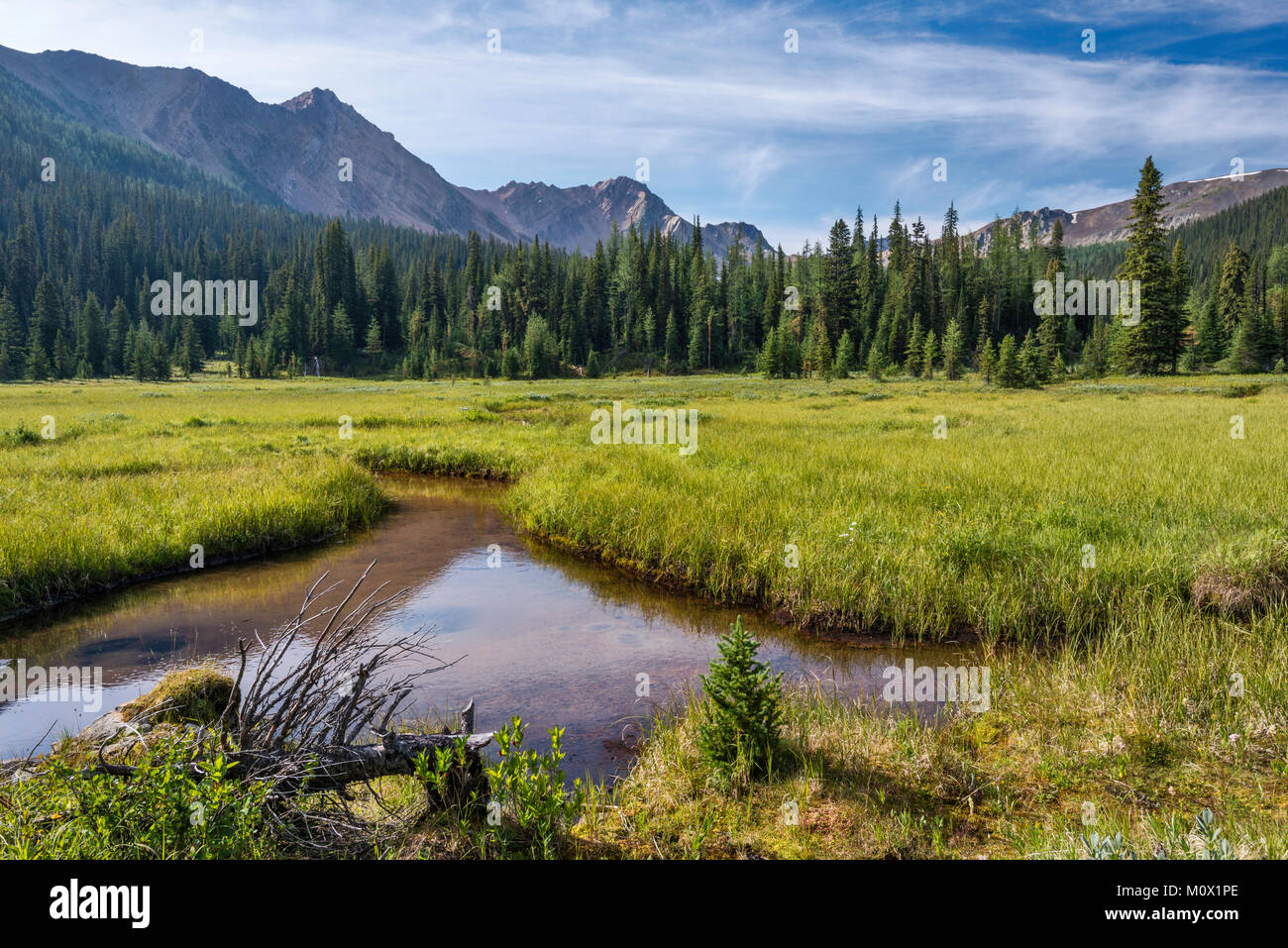 Brewer Creek Valley in den Purcell Mountains, Kootenay Rockies, in der Nähe von Invermere, East Kootenay Region, British Columbia, Kanada Stockfoto