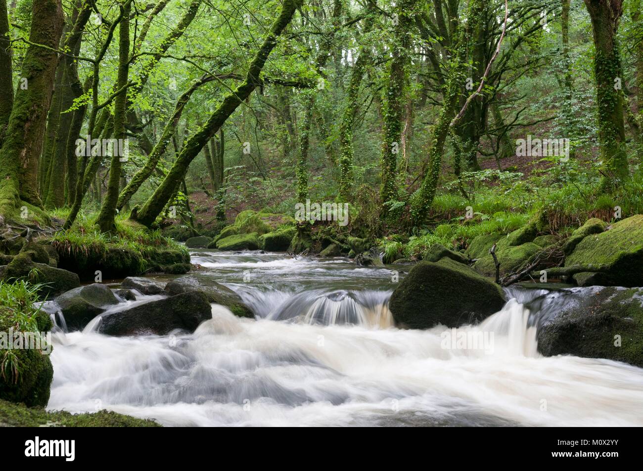 Vereinigtes Königreich, Cornwall, Liskeard, Golitha Falls Stockfoto