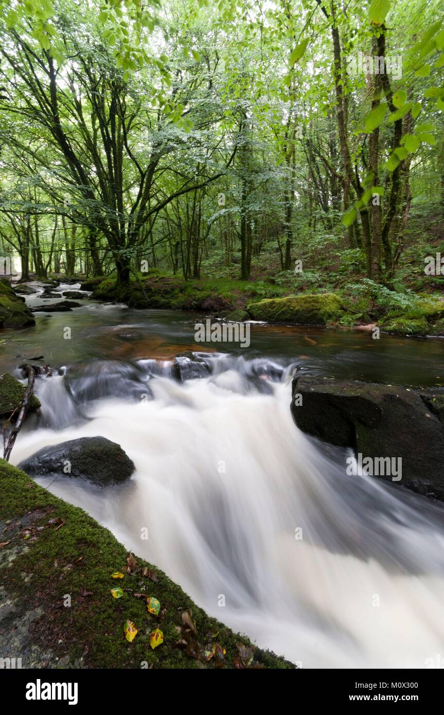 Vereinigtes Königreich, Cornwall, Liskeard, Golitha Falls Stockfoto