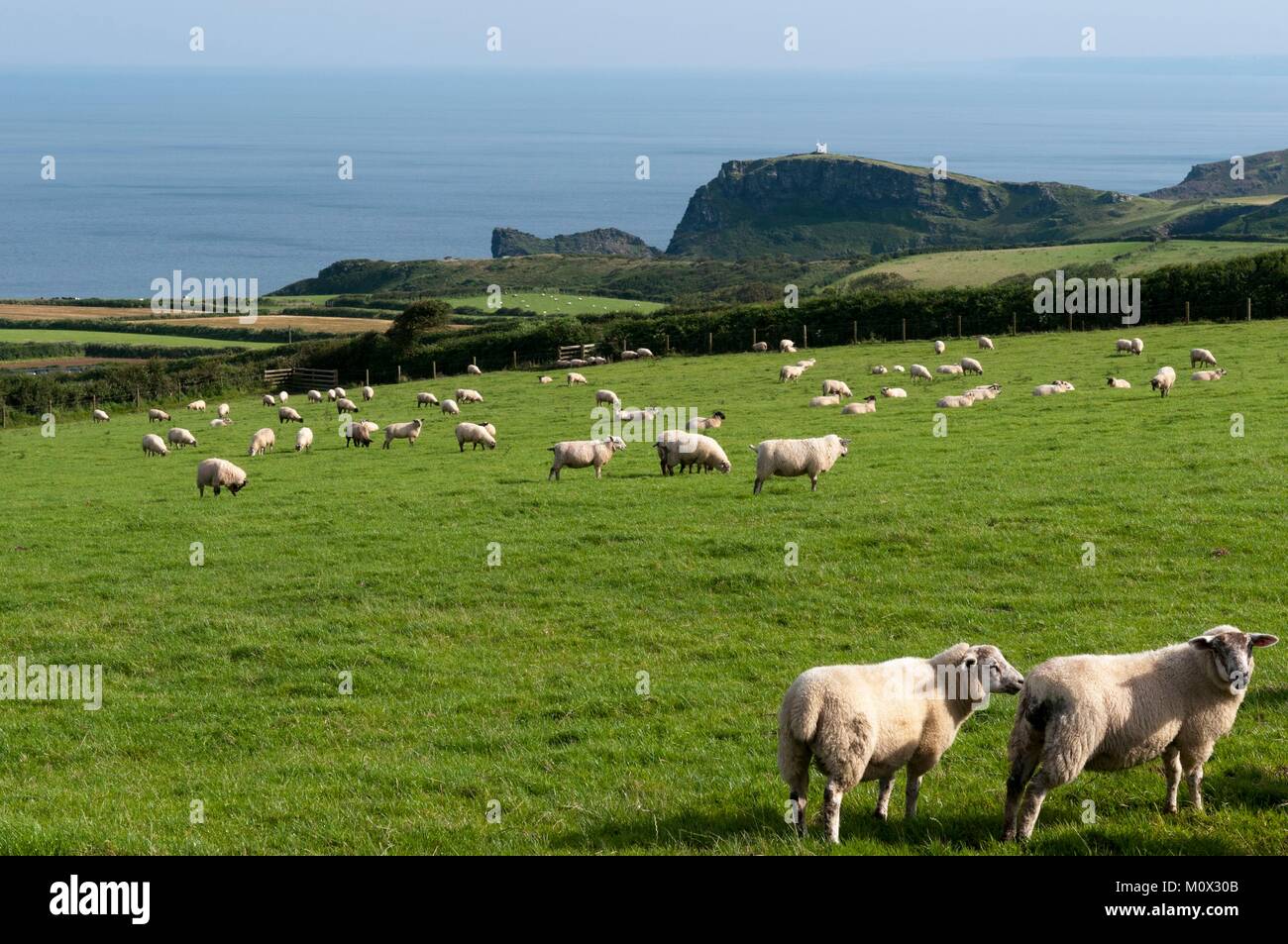 Vereinigtes Königreich, Cornwall, Tintagel, Herde von Schafen mit dem Meer in der Ferne Stockfoto