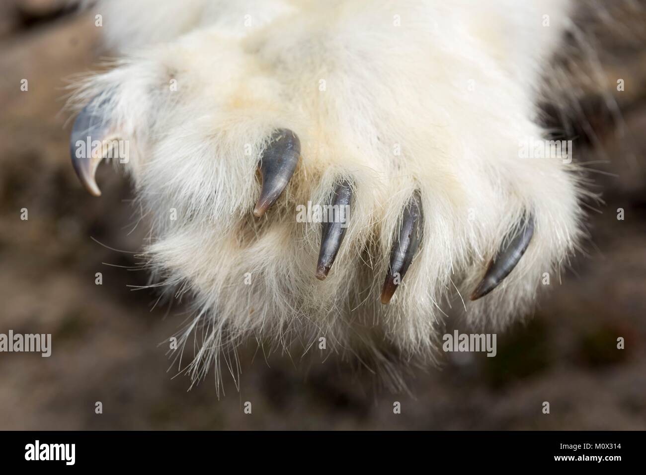 Grönland, Sermersooq, Tasiilaq, Polar Bear Paw Stockfoto