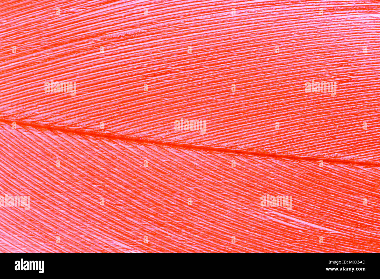 Chilenischer Flamingo, Feder detail/(Phoenicopterus sp.) | Chile-Flamingo, federdetail/(Phoenicopterus sp.) Stockfoto