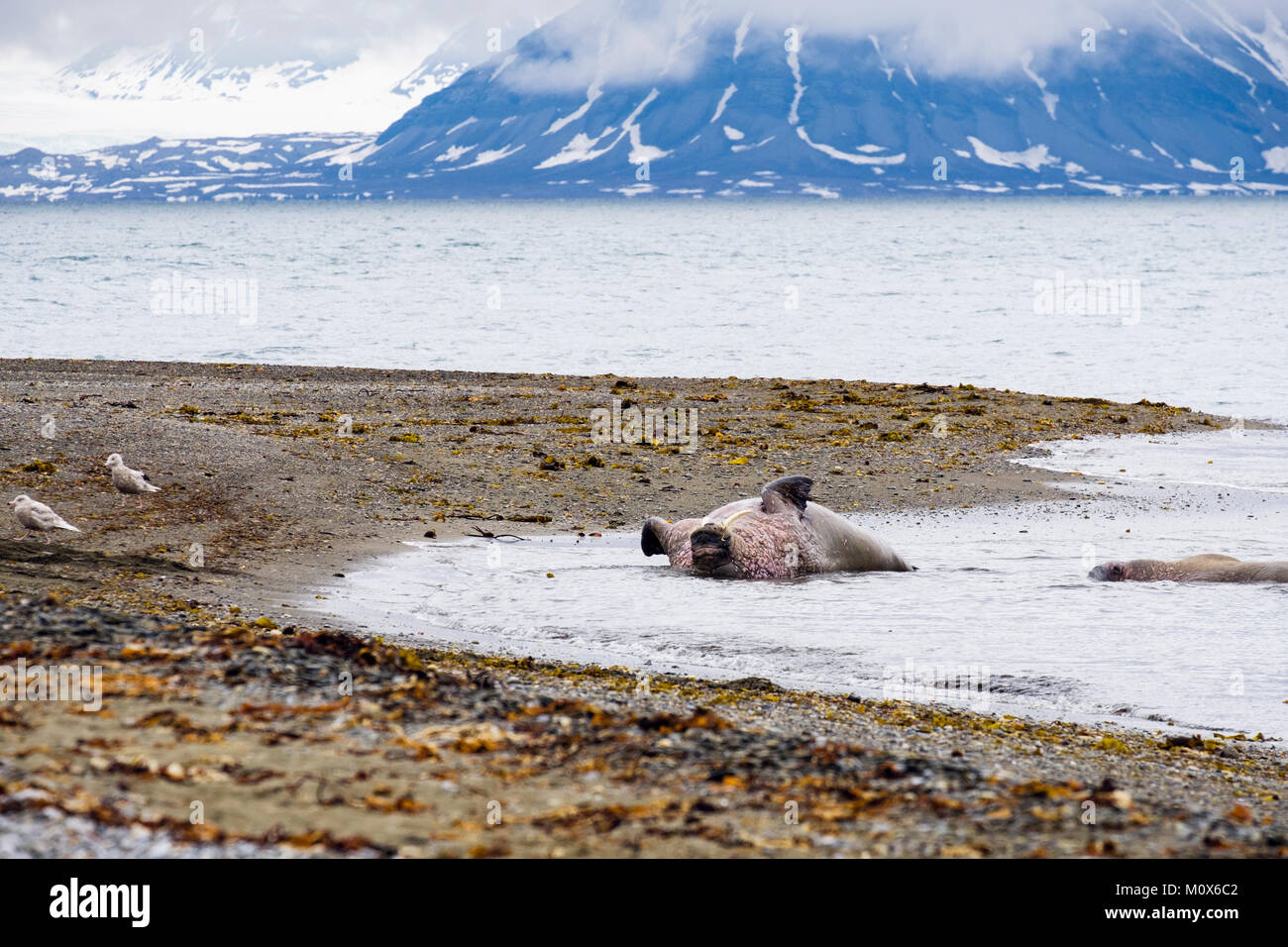 Nach Walruse (Odobenus rosmarus) Rollen auf dem Rücken im Meer auf der arktischen Küste im Sommer. Insel Spitzbergen, Svalbard, Norwegen, Skandinavien Stockfoto