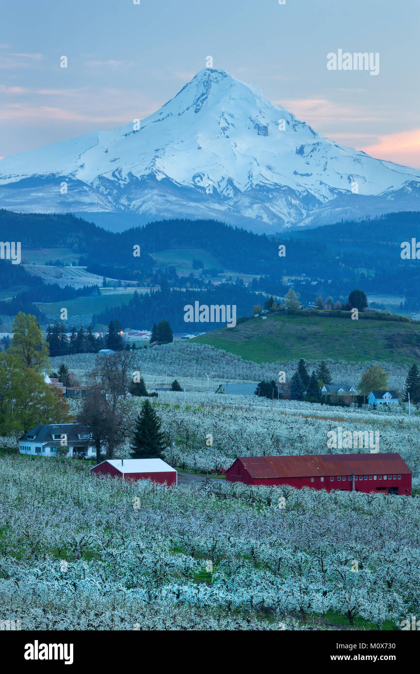 Sonnenaufgang über Birnen-, Apfel-, Kirsch- und anderen Obstbäumen der Hood River Tal mit Mount Hood überragt. Oregon im Frühjahr. USA Stockfoto