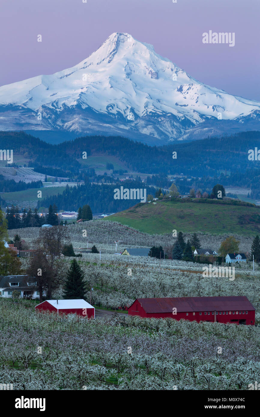 Sonnenaufgang über Birnen-, Apfel-, Kirsch- und anderen Obstbäumen der Hood River Tal mit Mount Hood überragt. Oregon im Frühjahr. USA Stockfoto