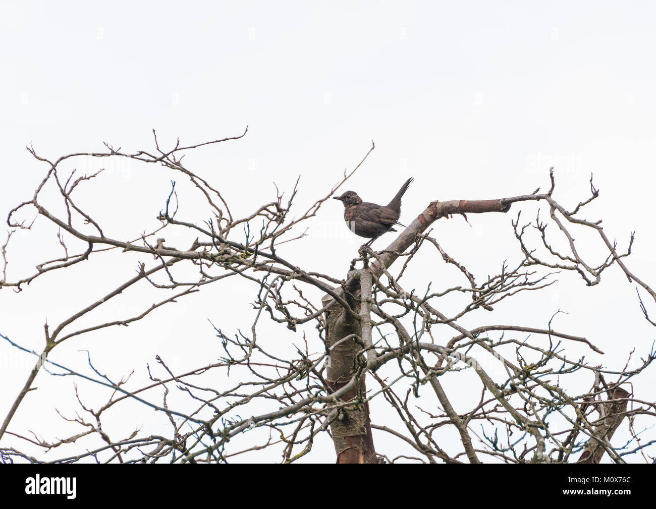 Ein Schuss von eine Amsel in einen Baum. Stockfoto