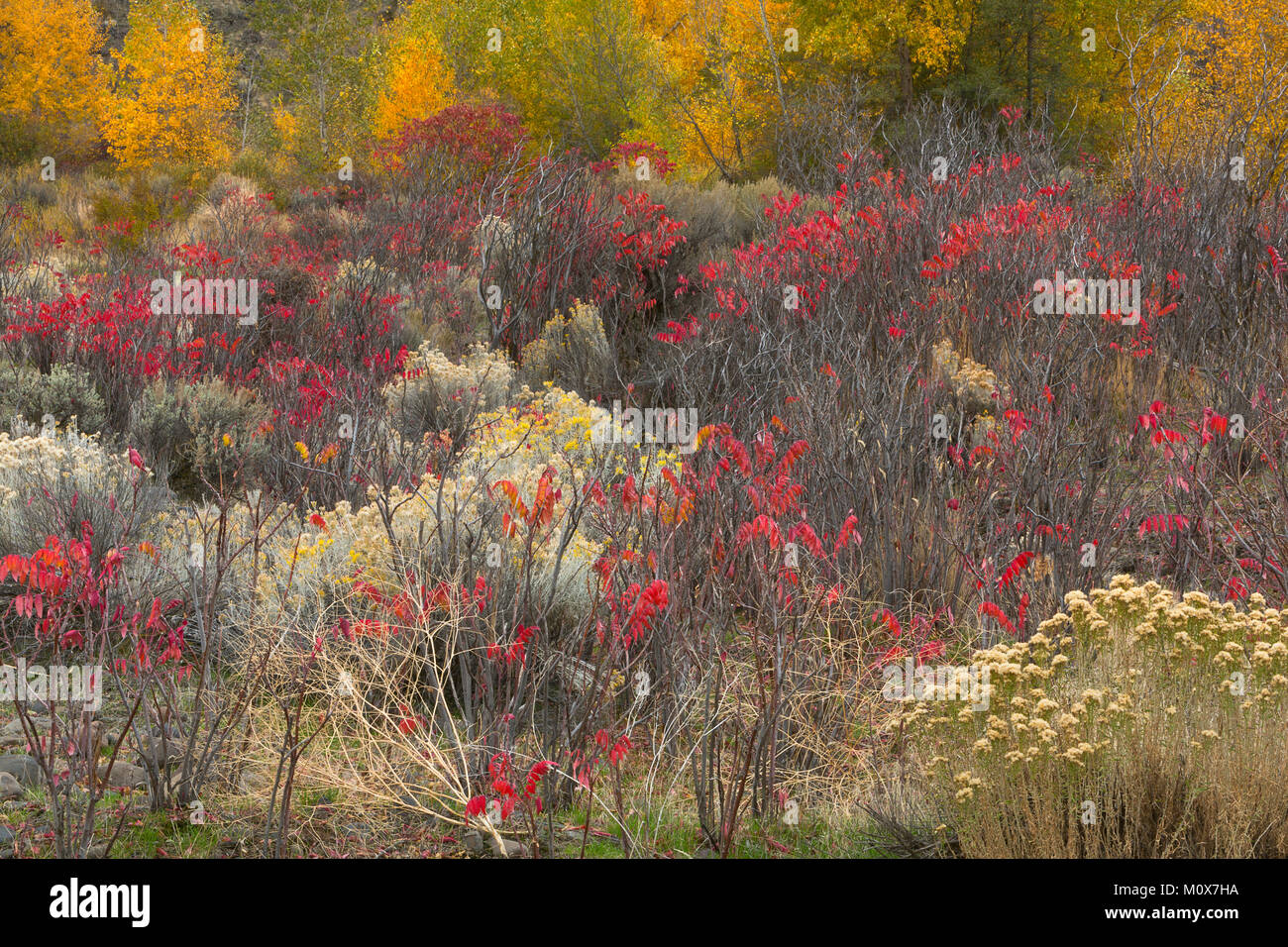 Ein wilder Garten Pflanzen entlang einem Flußbett in der Great Basin Wüste  von Washington. Rabbitbrush, Salbei, Sumach, und cottonwood sorgen für  einen farbenfrohen Herbst Stockfotografie - Alamy