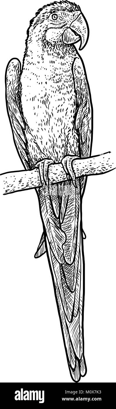 Parrot Abbildung, Zeichnung, Gravur, Tinte, Strichzeichnungen, Vektor Stock Vektor