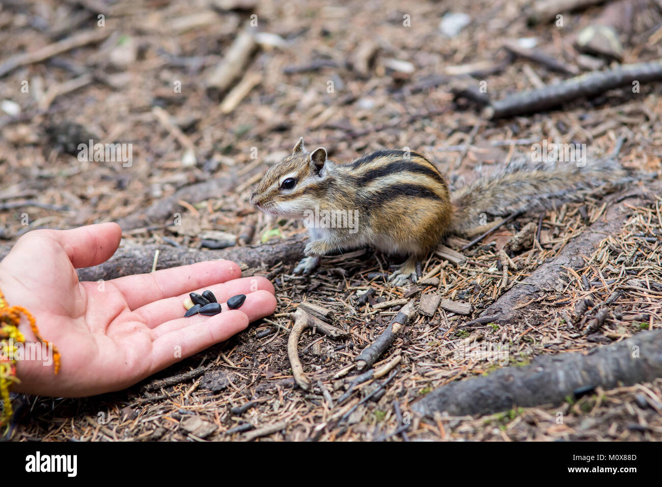 Streifenhörnchen Essen aus der Handfläche eines Menschen Stockfoto