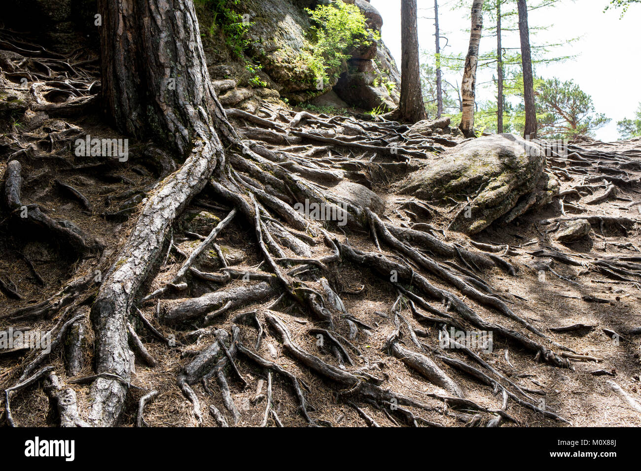 Sehr alten Baum aus der Tschechischen Wald Stockfoto