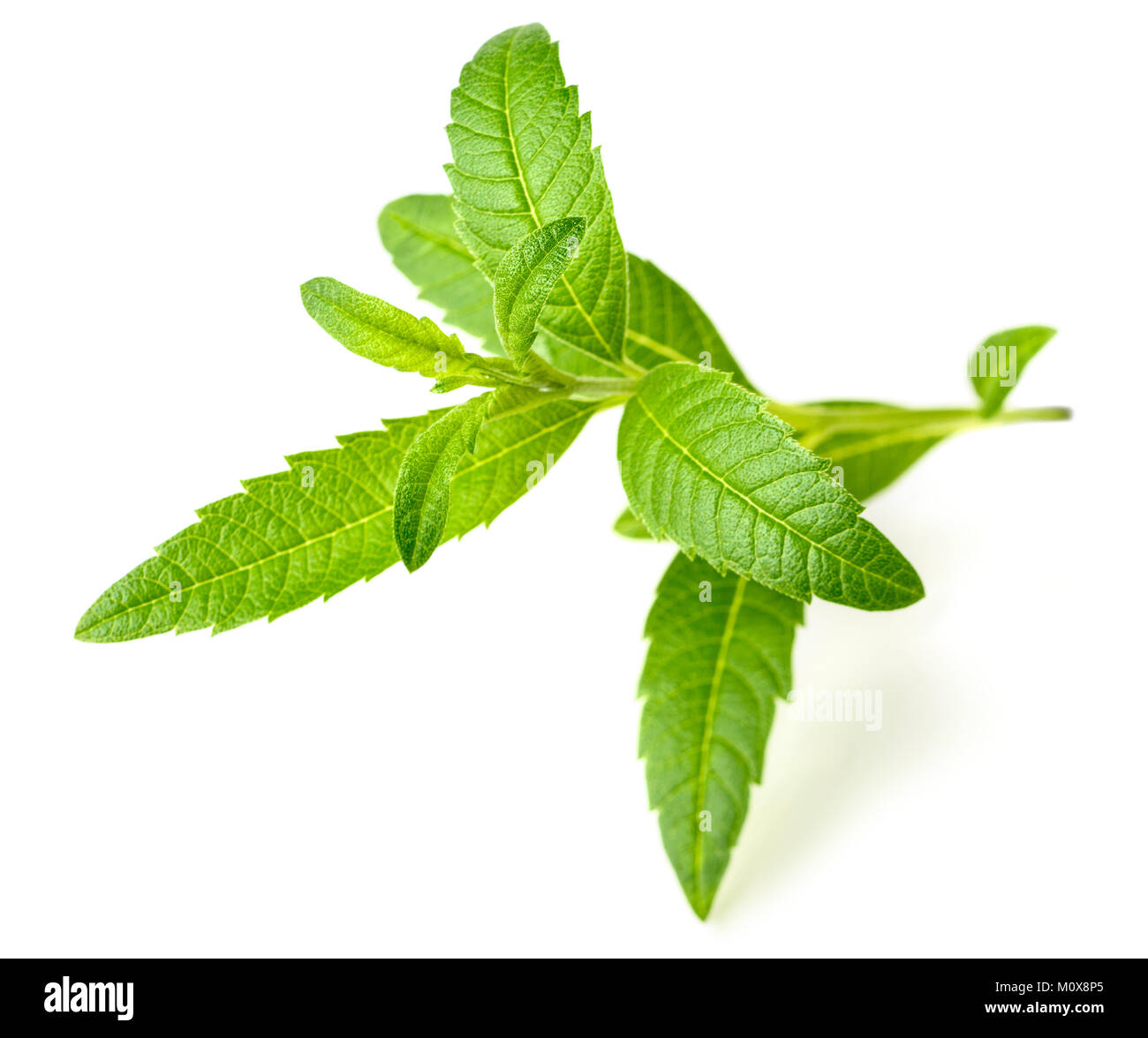 Frische lippia Blätter auf dem weißen Hintergrund Stockfoto