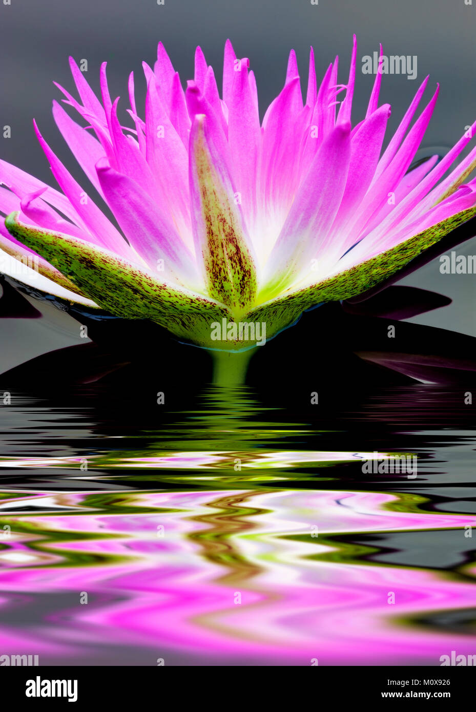 Lila tropischen Seerose und Reflexion. Hughes Wassergärten, Oregon Stockfoto