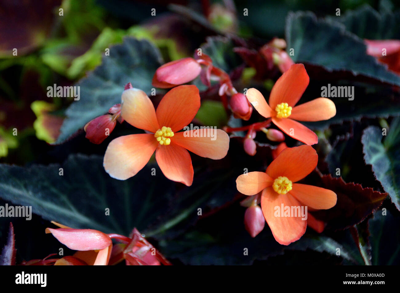 Nahaufnahme der preisgekrönten Begonia 'Glut' auf dem Display an, RHS Garden Harlow Carr, Harrogate, Yorkshire. UK. Stockfoto Nahaufnahme der preisgekrönten Begonia 'Glut' auf dem Display an, RHS Garden Harlow Carr, Harrogate, Yorkshire. UK. Stockfoto