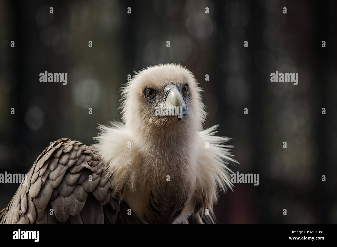 Der Gänsegeier (Tylose in Fulvus) ist eine große, alte Welt Geier in der Raubvogel Familie. Stockfoto