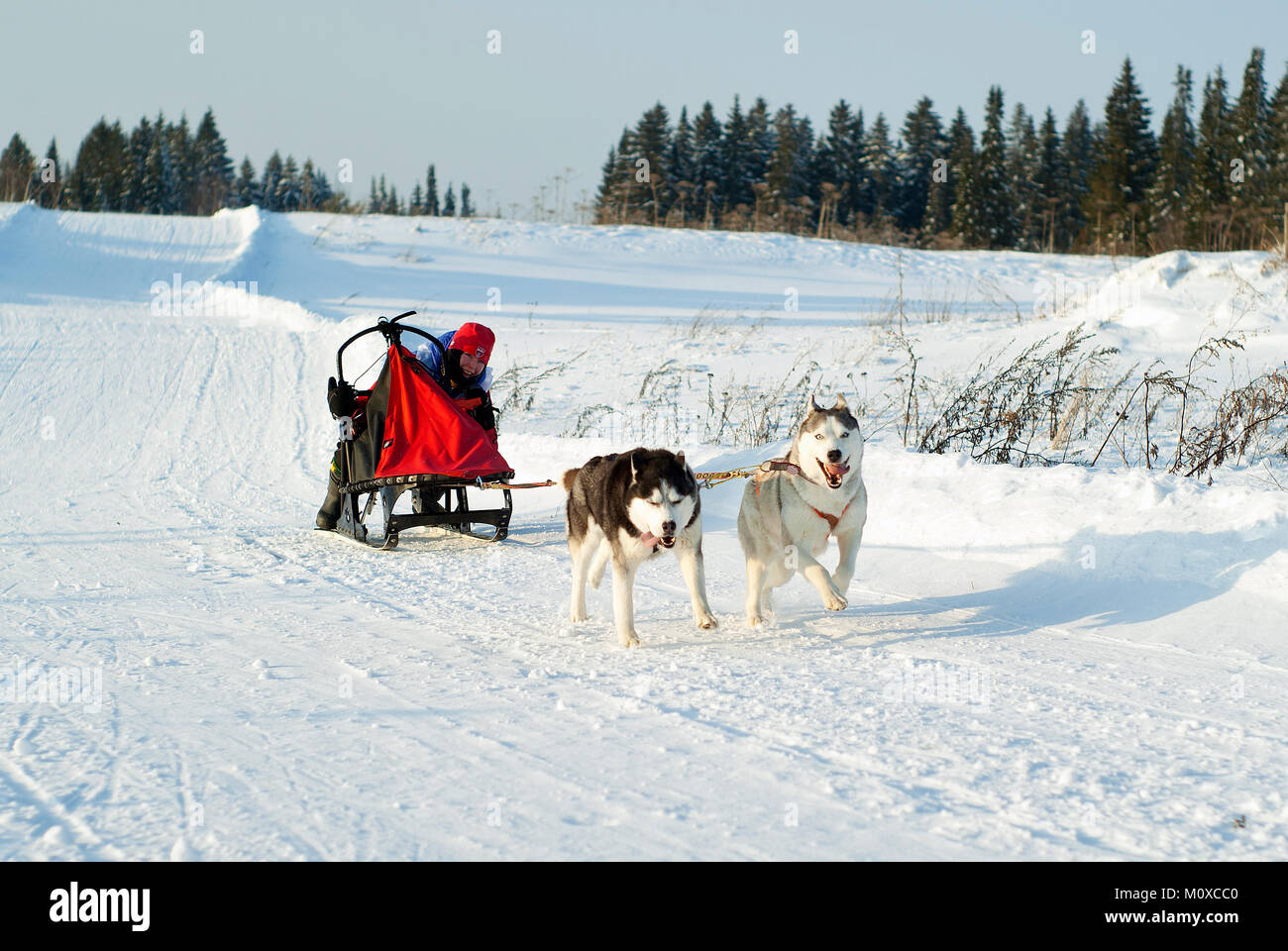 POLAZNA, Russland - Januar 21, 2018: Zwei Schlittenhunde, mit fröhlichen und düsteren Ausdrucksformen der Maulkörbe, ziehen einen Schlitten mit einem Teilnehmer Hundeschlitten Stockfoto
