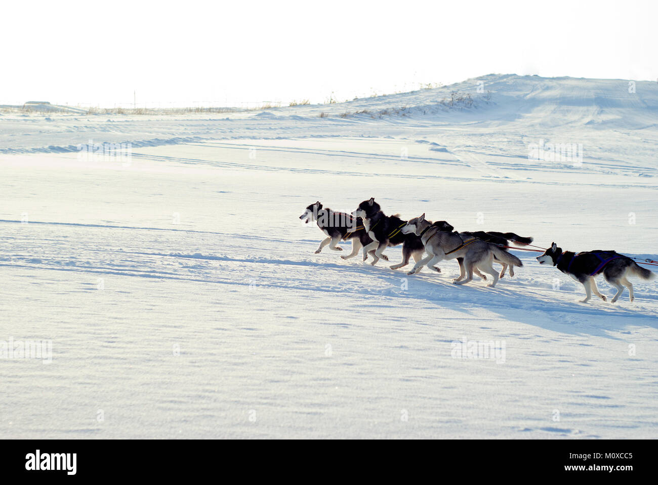 Fünf Sibirische Schlittenhunde ziehen Schlitten (Schlitten, die sich hinter den Kulissen) auf der Straße vor dem Hintergrund einer hügeligen Landschaft Stockfoto